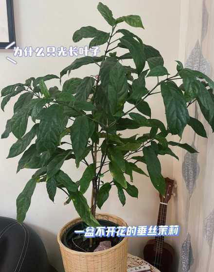 我的茉莉为什么不开花 紫茉莉怎么不开花