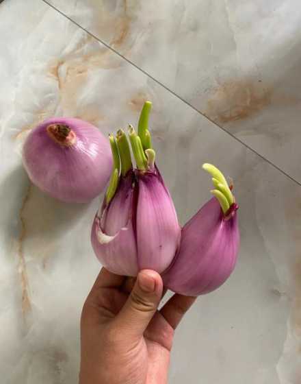 洋葱发芽是用什么繁殖 豆芽洋葱蒜土豆它是靠什么方式繁殖的