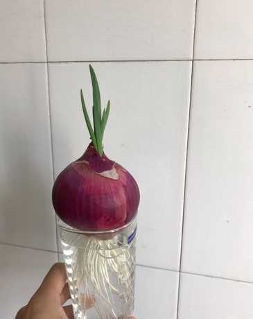 水培洋葱为什么会长葱 水培的洋葱长出的绿绿的葱能吃吗