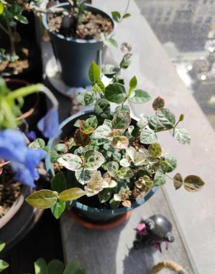 花叶络石变绿了怎么办 花叶络石叶片发黄掉落怎样才能恢复