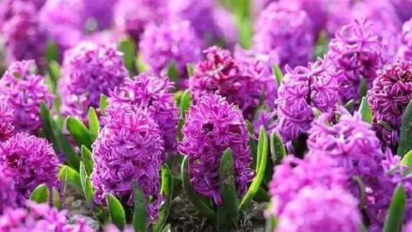 紫色风信花是什么花语 风信花的花语