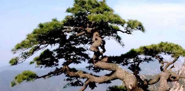 松树放在家里什么位置 松树栽在家里的什么地方比较好