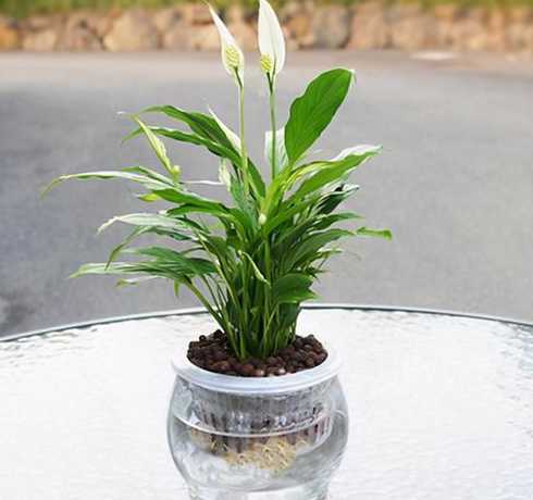 白鹤芋水培需注意什么 白鹤芋的水培养殖方法,水养白鹤芋需要注意什么