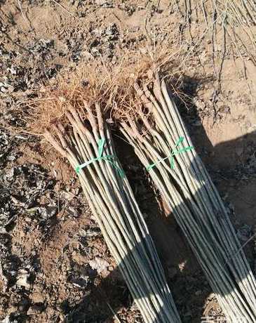 网上出售树苗上什么网 在哪个网上出售绿化树苗