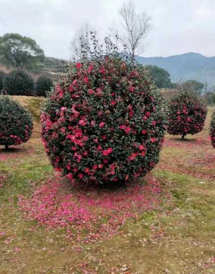 茶梅球和其他什么搭配 谁能告诉我茶花和水仙花怎么养啊