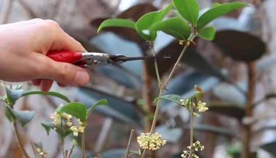 什么时候桂花怎样修枝 桂花几月份修剪