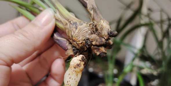 墨兰的根为什么会腐烂 养了一年墨兰为什么没开花怎样才能开花