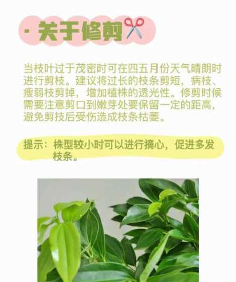 平安树为什么不能剪枝 平安树什么时候剪枝