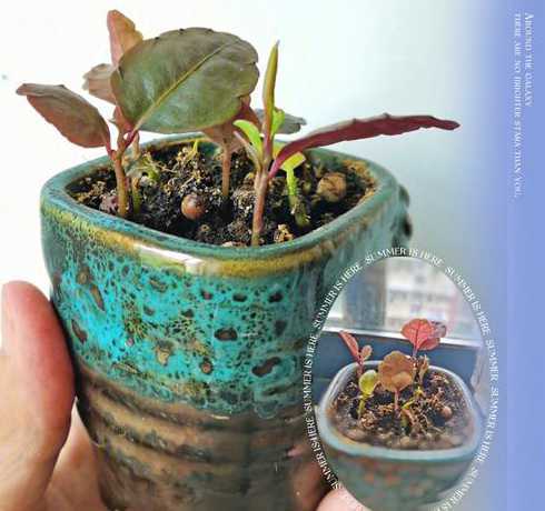 富贵子发芽是什么样子 富贵子种子发芽方法