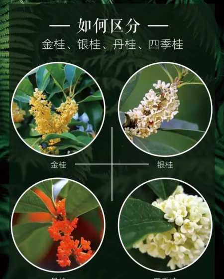 四季桂和八月桂哪个好 八月桂花与四季桂花谁更香