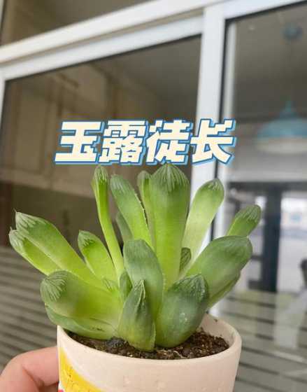 玉露叶子长长怎么处理 玉露从旁边叶子开始烂了怎么救