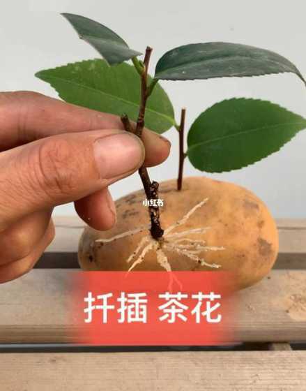 什么时候可以扦插茶花 扦插的茶花什么时候能移栽茶花开花的时间