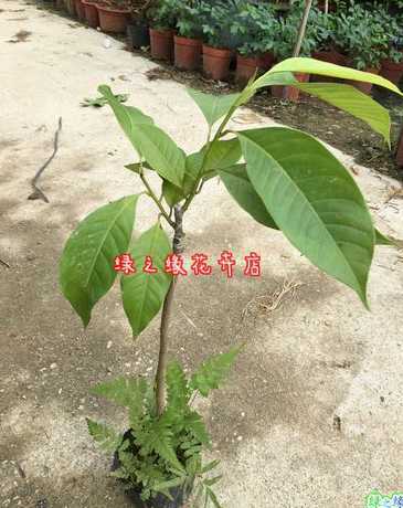 白玉兰什么时候嫁接好 玉兰花什么时候嫁接