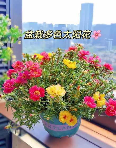 太阳花怎么放在阳光上 太阳花怎么过冬