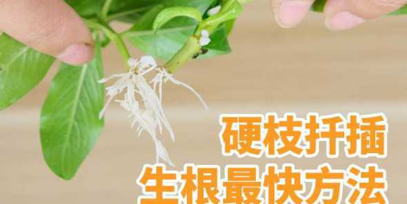 树枝扦插后要怎么种植 无花果树枝能插活吗,摘枝扦插栽植养护