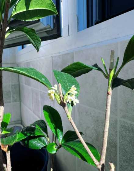 桂花北方什么时候入室 盆栽四季桂花在北方入室在什么温度下才能进入休眠