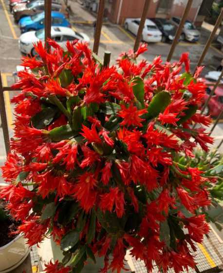 假昙花为什么总吊叶子 假昙花叶子发蔫怎么办