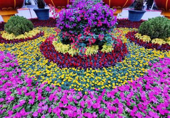 北方花坛适合种什么花 在北方农村庭院适合种什么鲜花