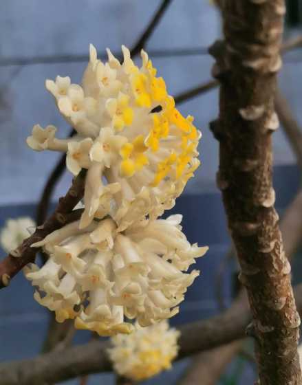 开什么颜色花的瑞香好 不同的颜色瑞香花花语