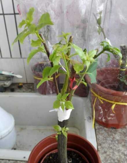 梅花用什么嫁接梅花吗 什么树可以嫁接梅花