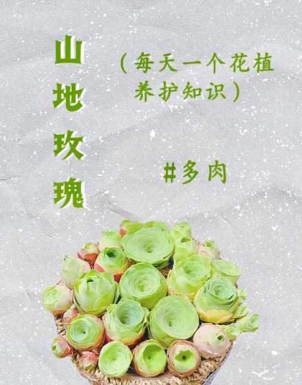 山地玫瑰什么时候浇水 山地玫瑰几月开始断水