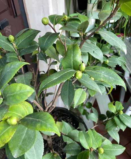 茶花什么时候分化花芽 盆栽山茶花小苗什么季节抹顶芽好