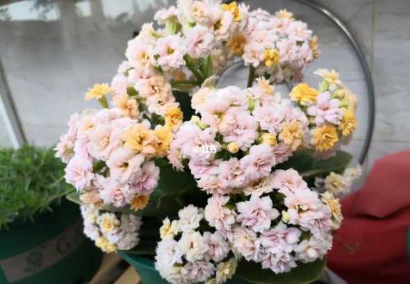 什么季节可以插长寿花 长寿花什么季节扦插