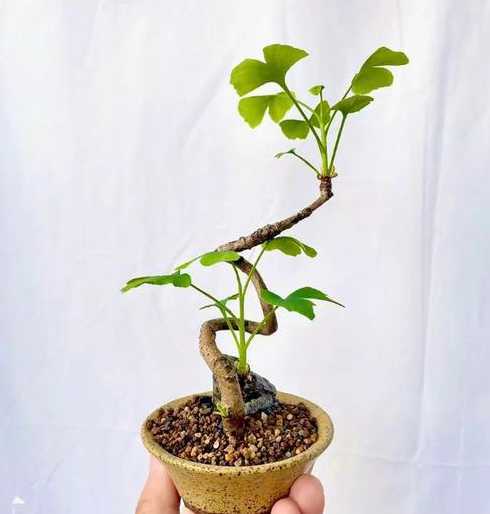 银杏盆栽在北方怎么养 盆栽银杏树怎么养怕冷吗