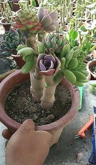 多肉适合什么季节嫁接 多肉植物嫁接方法