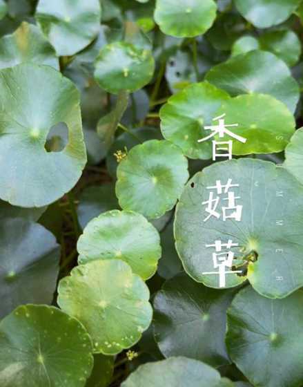 香菇草为什么叫香菇草 解读“香菇草”