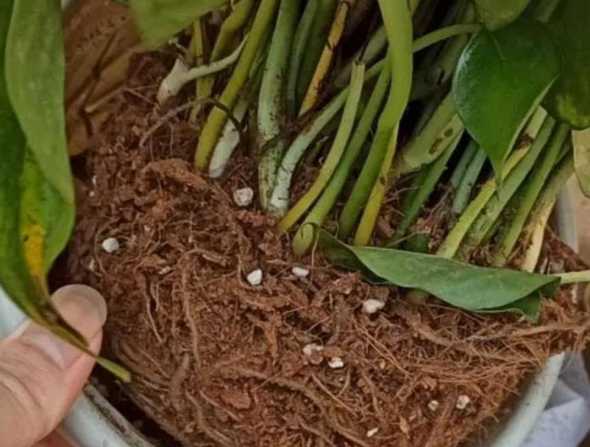 花盆干透怎么判断 怎么知道盆景里的土干没干透呢