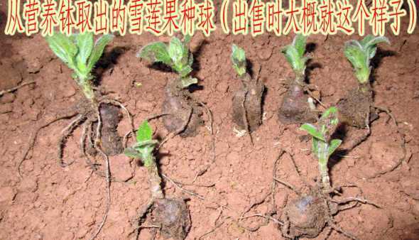雪莲果怎么用种子种植 雪莲果要怎样培养种子