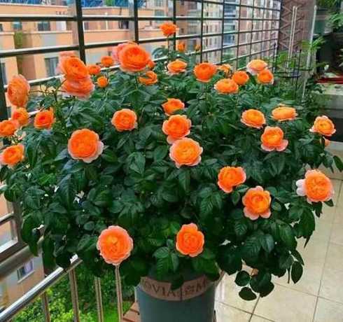 盆栽什么花不怕太阳晒 10种不怕太阳晒的盆栽绿植分别是什么