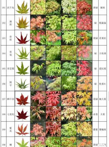 各种枫树的区别是什么 枫树和槭树的区别