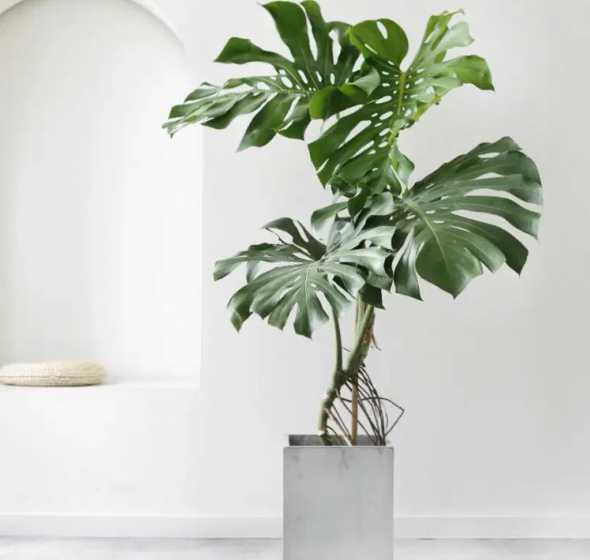 大型绿植盆栽用什么土 室内可以养哪些大型的盆栽绿植