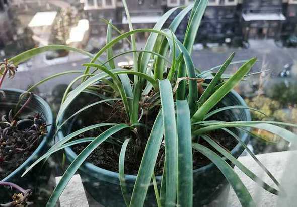 韭兰叶子冬天会怎么样 韭兰冬天需要修剪叶子吗