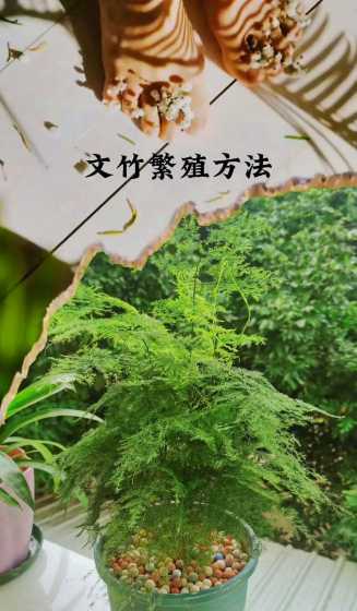 文竹怎么有种子怎么种 文竹种子的种植方法和注意事项