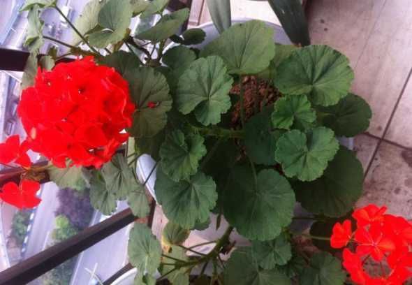 花叶像冬寒菜是什么花 这是什么植物
