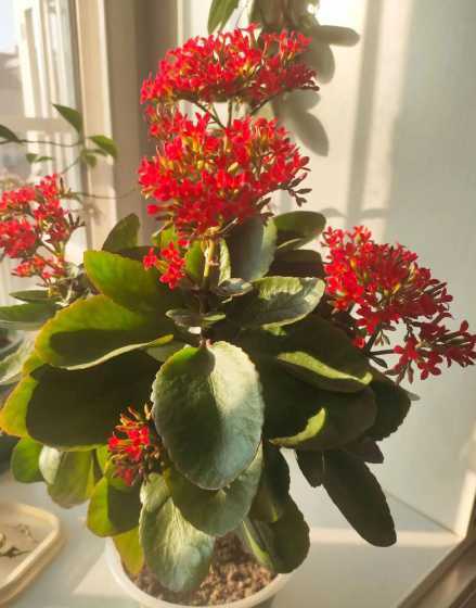 凤尾长寿花花语是什么 长寿花花语和传说