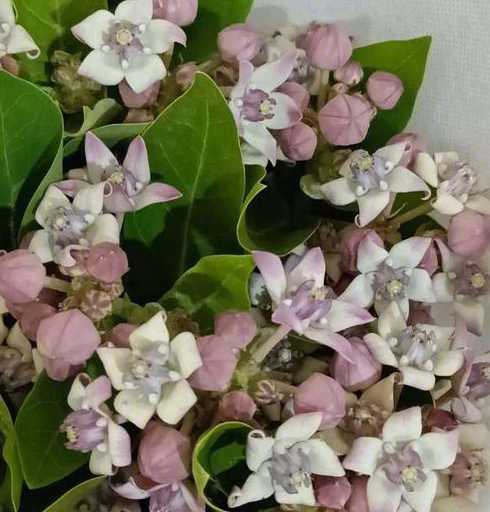 什么花用糖水浇长得好 糖水适合浇什么花
