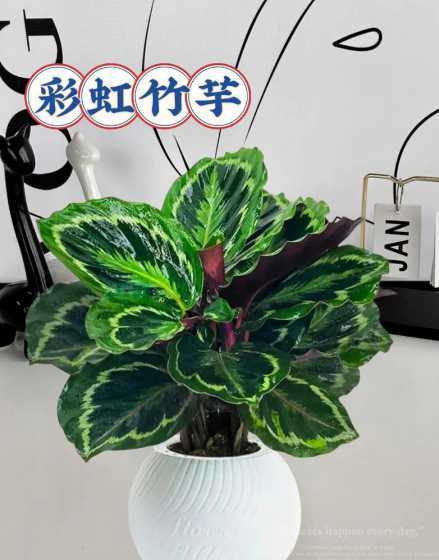 彩虹竹芋用什么花盆好 孔雀竹芋叶片萎缩怎么办