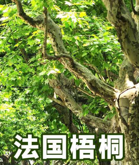 一亩地中多少法国梧桐 法国梧桐扦插的具体方法