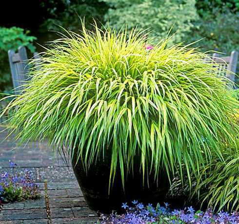 盆栽树根旁种什么草 房屋周围种什么树好