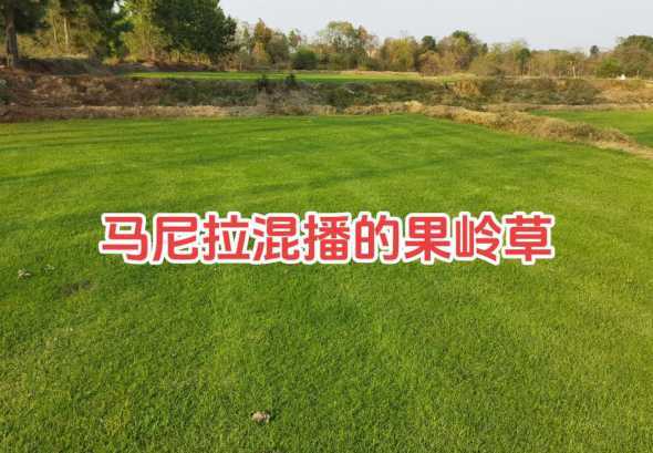 马尼拉草坪与什么混播 公园草坪对草种有什么要求