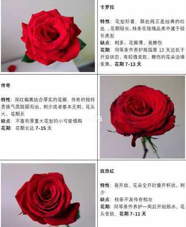 红玫瑰在什么季节开放 玫瑰什么季节开花