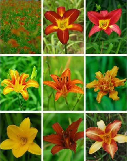 金娃娃萱草套什么定额 金娃娃萱草一平米栽植多少株