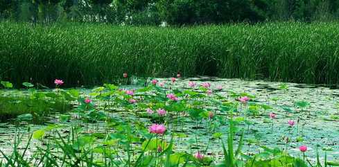 长满蒲草的池塘养什么 《蒲柳人家》的主要内容是什么