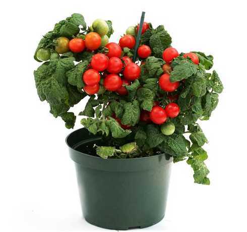 盆栽番茄选什么品种好 番茄盆栽要怎么种才好