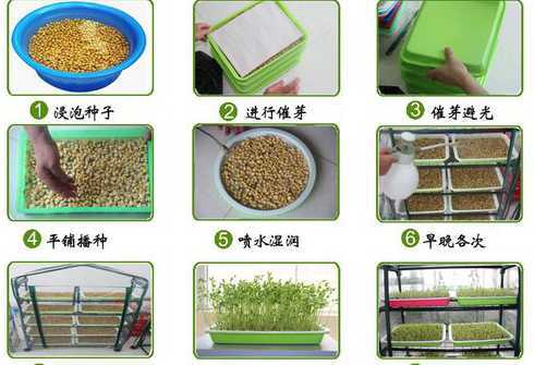 草坪种子如何浸种催芽 草坪种子快速催芽法,草坪种子催芽有几个步骤