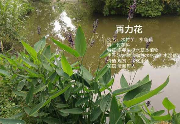 再力花多少株一平方米 旱伞草播种比例是多少